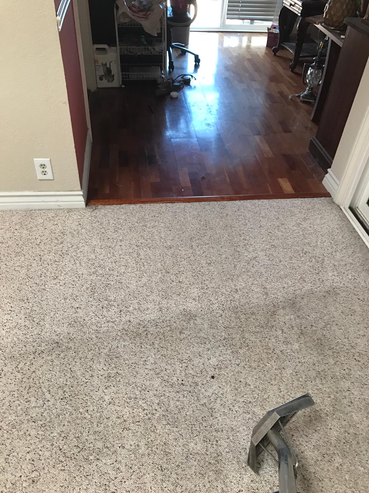 professional carpet cleaners irvine